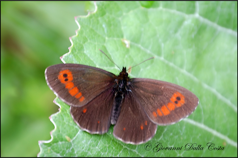 Erebia da identificare 4